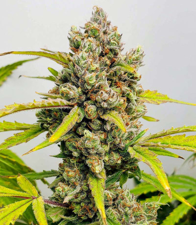 Original Clon fem (Blimburn Seeds) семена конопли