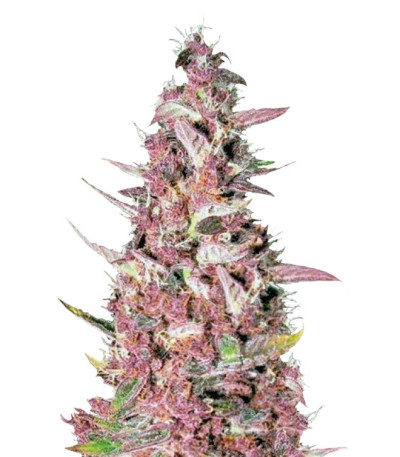 Семена Purple Glam Kush шишки