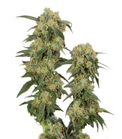 Купить семена каннабиса Pamir Gold шишки
