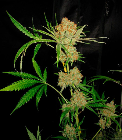 Sweet Black Angel fem (Samsara Seeds) семена конопли