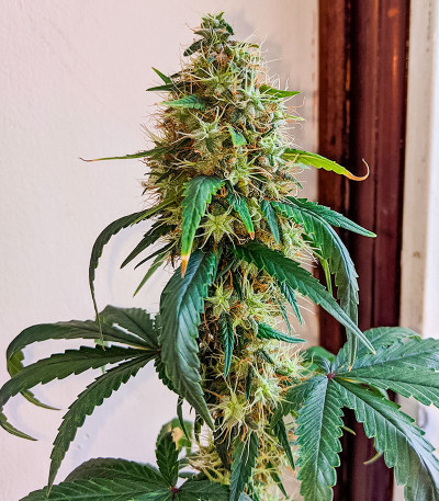 Ice Cream Cake fem (Barney's Farm) семена конопли