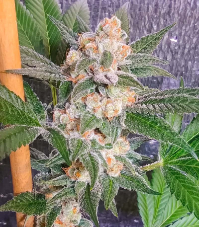 Milky Dreams fem (Green House Seeds) семена конопли