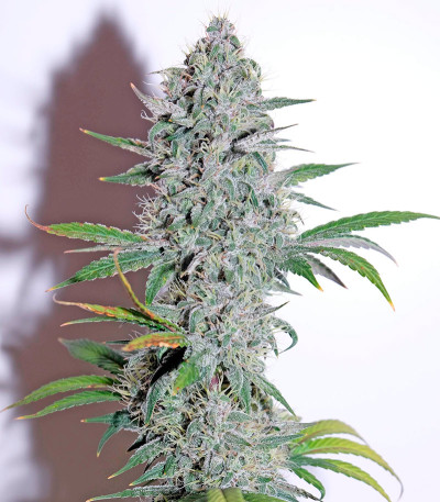 OG Kush Autoflowering fem (Dinafem Seeds) семена конопли