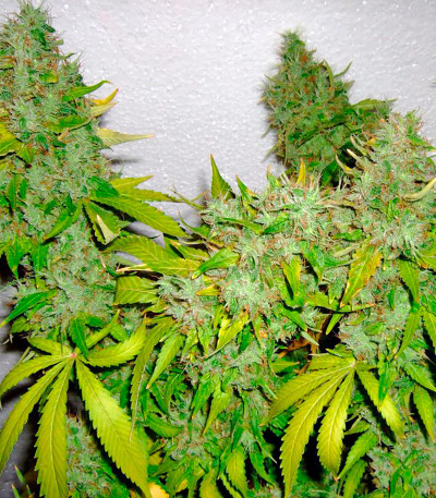 AK 47 reg (Serious Seeds) семена конопли