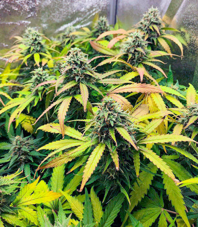 Auto Gorilla Blue fem (Advanced Seeds) семена конопли