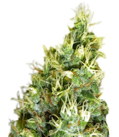 Double Dutch reg (Serious Seeds) семена конопли