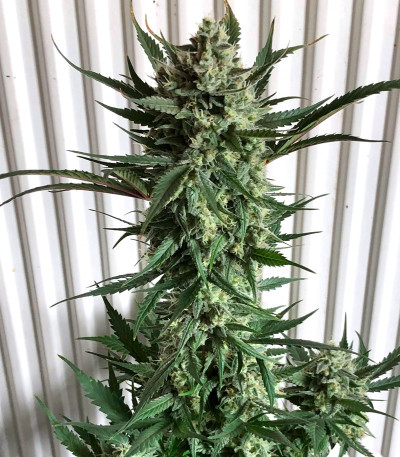 Godzilla Cookies Auto fem (Herbies Seeds) семена конопли