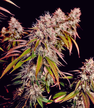 Gorilla Melon fem (FastBuds) семена конопли