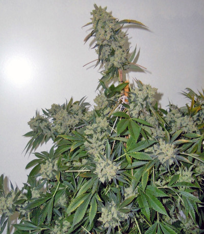 Семена каннабиса Laughing Buddha