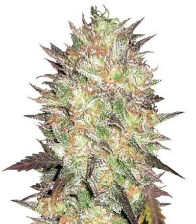 Auto Lavender Best fem семена конопли