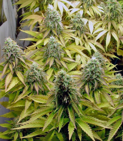 Tutankhamon fem (Pyramid Seeds) семена конопли