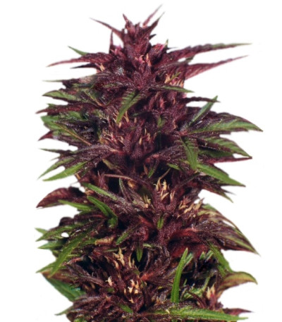 Семена Twilight