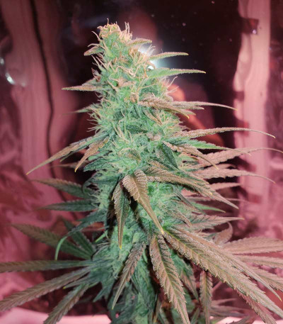 Ultra Power Plant fem (Victory Seeds) семена конопли