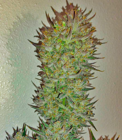 Z-Up Auto fem (FastBuds) семена конопли