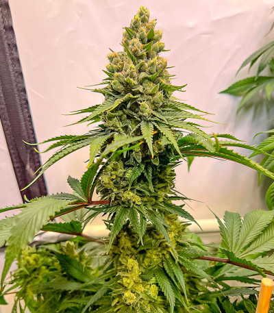 Fullgas fem (Green House Seeds) семена конопли