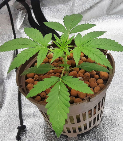 Gorilla Zkittlez fem (Barney's Farm) семена конопли