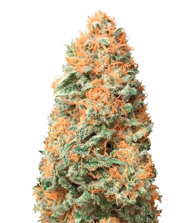 AK-49 fem (Vision Seeds) семена конопли