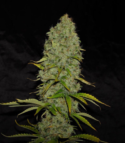 Appleberry fem (Sumo Seeds) семена конопли