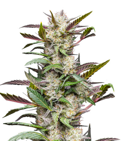 Auto Mimosa Punch fem (Dutch Passion) семена конопли