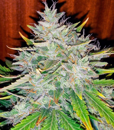 Auto White Widow fem (Dutch Passion) семена конопли