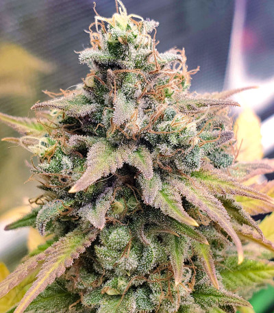 Descojack fem (Delicious Seeds) семена конопли