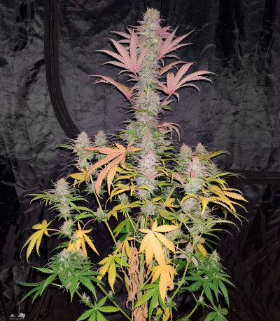 Gelato 242 fem семена конопли