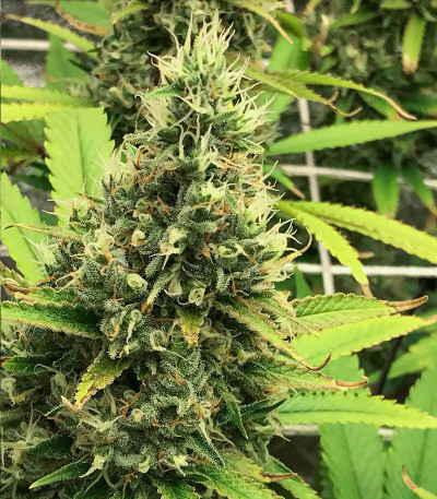 Godzilla Original Glue GG#4 fem (Herbies Seeds) семена конопли