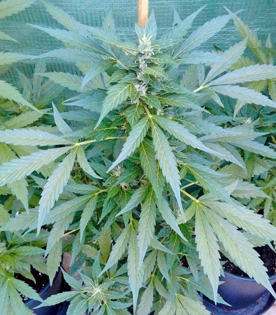 Kritikal-K fem семена конопли