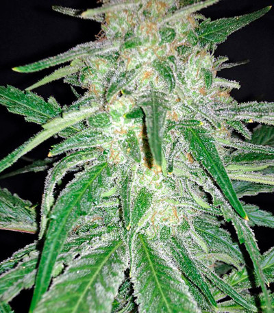 La Blanca fem семена конопли