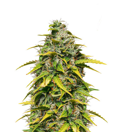 Lemon AK Auto fem (FastBuds) семена конопли