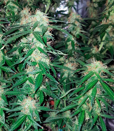 Monster Gelato Auto (Monster Genetics) семена конопли