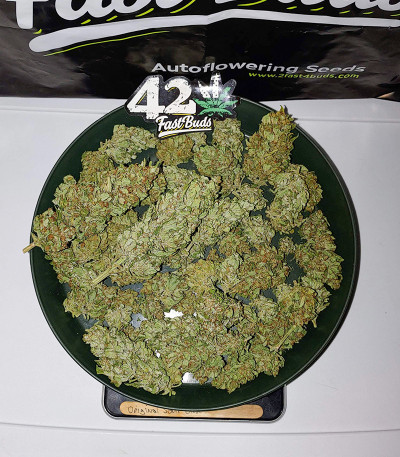 Original Auto Sour Diesel fem (FastBuds) семена конопли