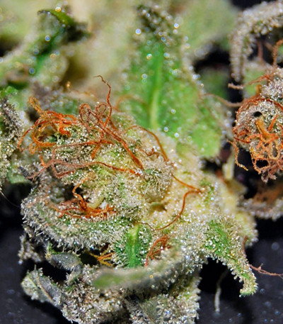 Smile Max Auto fem семена конопли