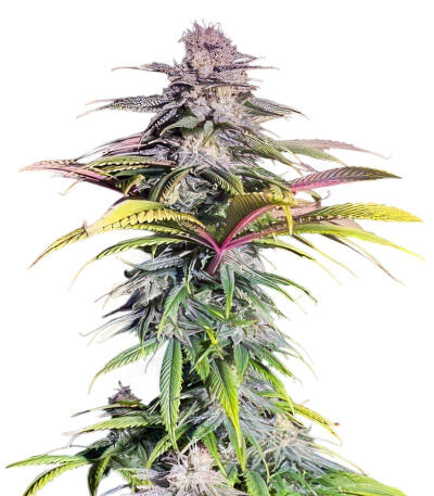 Sour MAC F1 fem (Seedkeepers) семена конопли