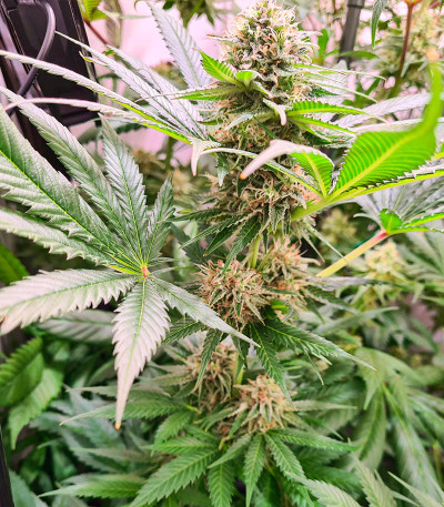 Watermelon Zkittlez Auto fem семена конопли