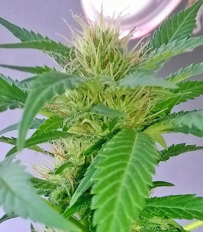 White Widow fem (Vision Seeds) семена конопли