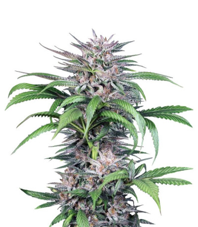 Quick Kush fem (Dinafem Seeds) семена конопли
