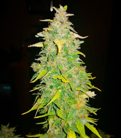 Семена конопли сорта AK-47