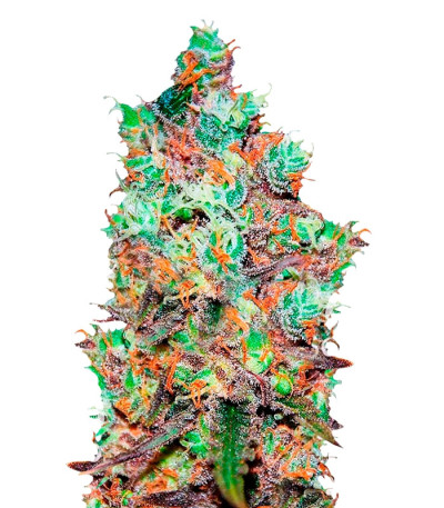 Gourmet Collection - Cannabis Winner Strains #2 (Delicious Seeds) микс семян конопли