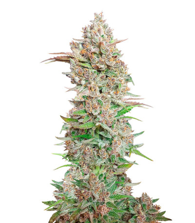 Auto Mix Pack #1 fem (Herbies Seeds) микс семян конопли