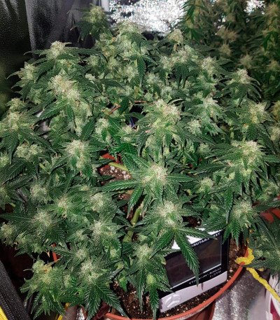 Monster Gelato Auto (Monster Genetics) семена конопли