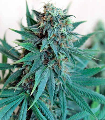 Royale Haze fem (Dinafem Seeds) семена конопли