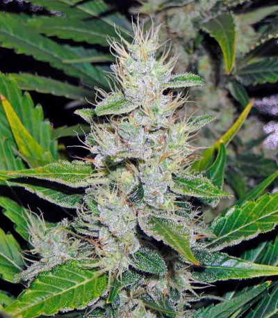 White Russian fem (Serious Seeds) семена конопли