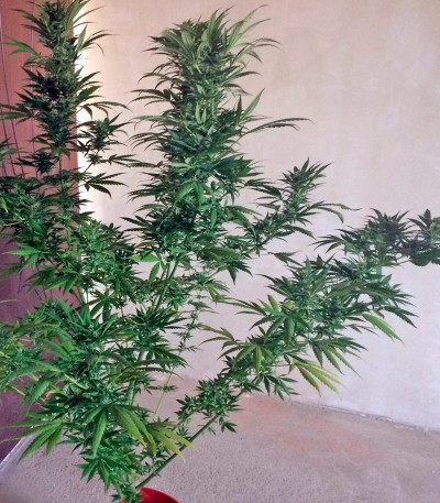 Wild Thailand fem (World of Seeds) семена конопли