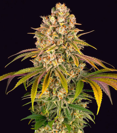 Lemon Tree от Barney's Farm семена конопли