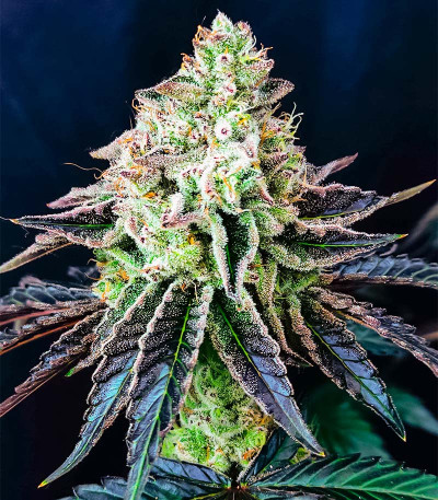 Tarte Tatin fem (Green House Seeds) семена конопли