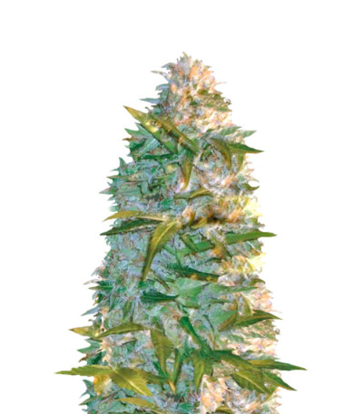 Auto Heaven fem (Victory Seeds) семена конопли