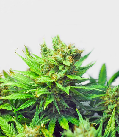 Сорт марихуаны Freddy's Best
