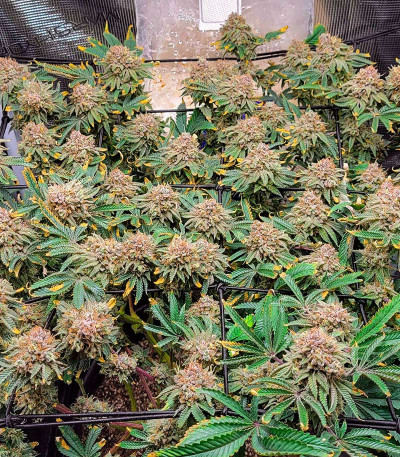 Gelato #45 fem (Barney's Farm) семена конопли