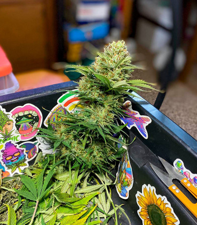 Grandmommy Purple Auto fem (Herbies Seeds) семена конопли